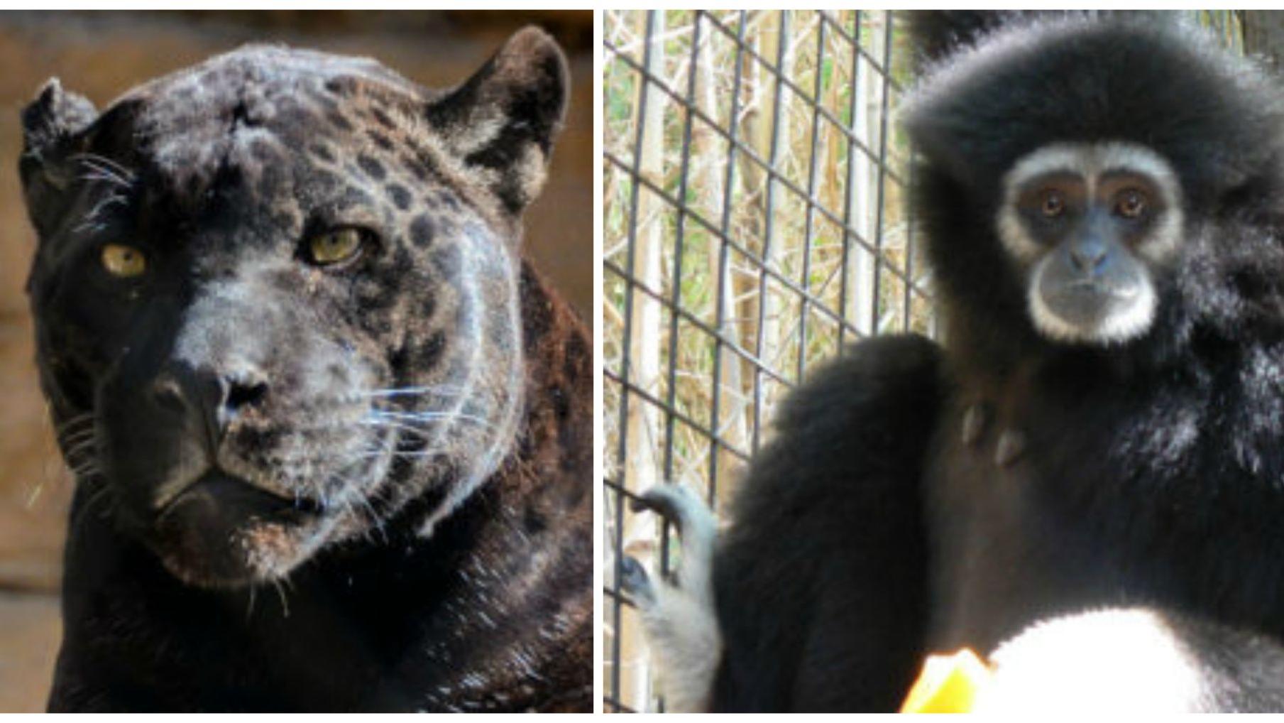 Reid Park Zoo announces deaths of jaguar, gibbon